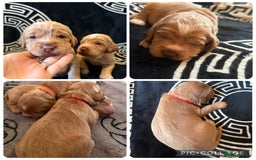 Cocker Spaniel dogs for sale: Beautiful cocker spaniel puppies  - Image 4
