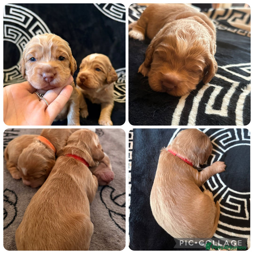 Cocker Spaniel dogs for sale: Beautiful cocker spaniel puppies  - Image 4