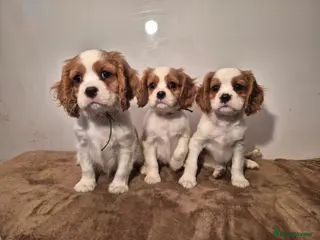 Cavalier King Charles Spaniel dogs 3 boys left ready to go now ❤️ - Advert 11