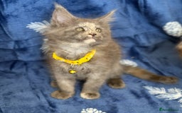 Maine Coon cats for sale: Pedigree MainCoon Kittens  - Image 22