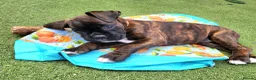 Boxer dogs for sale: Bobtail/tailed Boxer puppy - Advert 3
