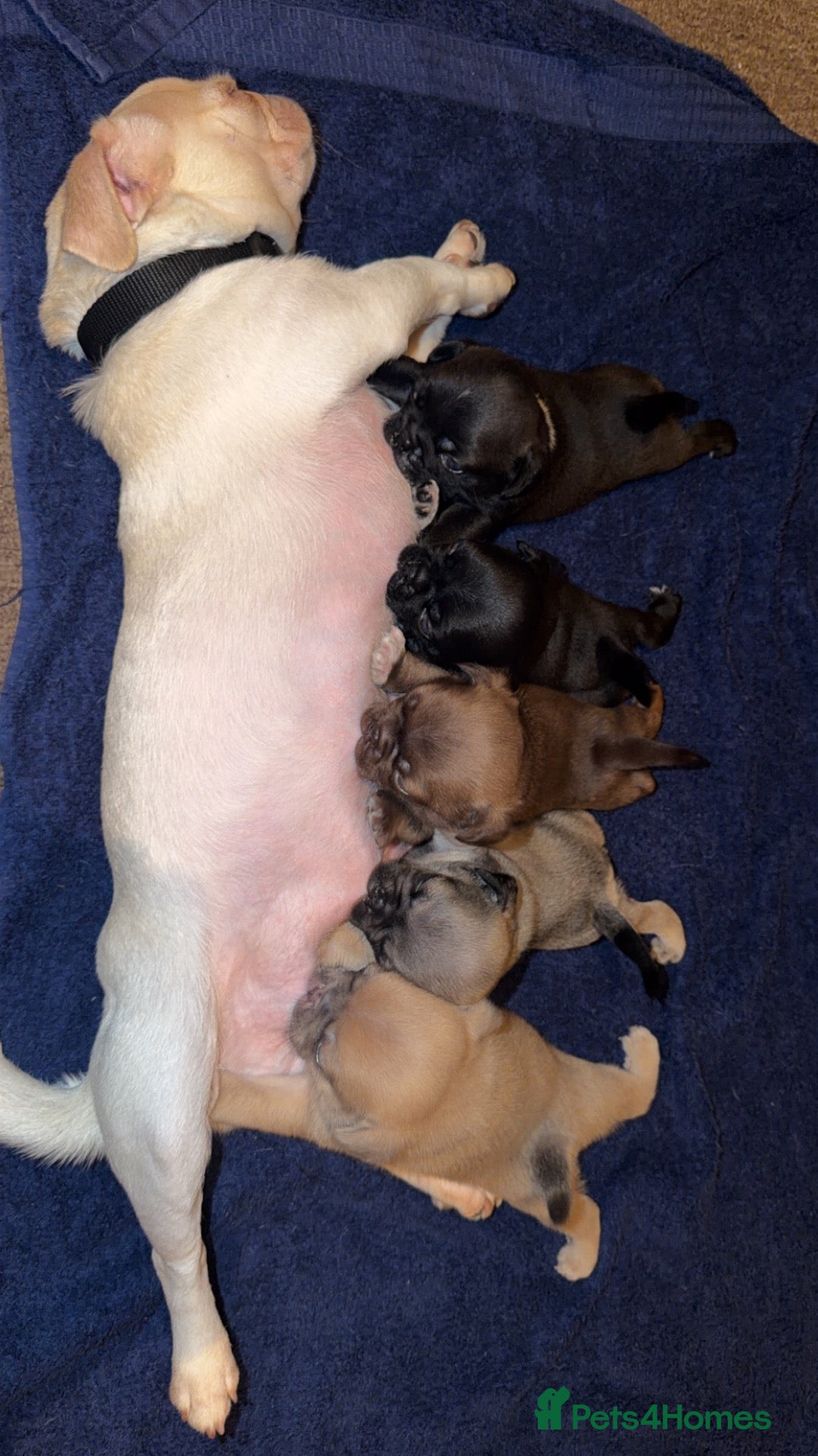 Pug dogs for sale: 4 Pugs  - Advert 3