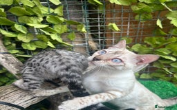 Bengal cats for sale: Unbelievably friendly TICA reg kittens  - Image 3
