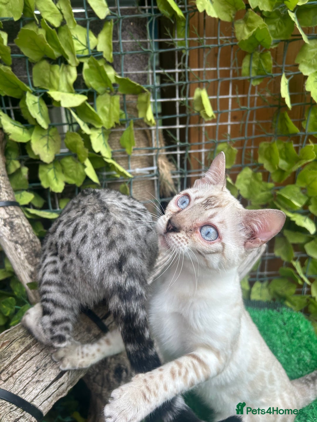 Bengal cats for sale: Unbelievably friendly TICA reg kittens  - Image 3