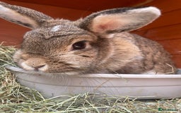 Mixed Breed rabbits for sale: Rabbits for adoption - Image 2