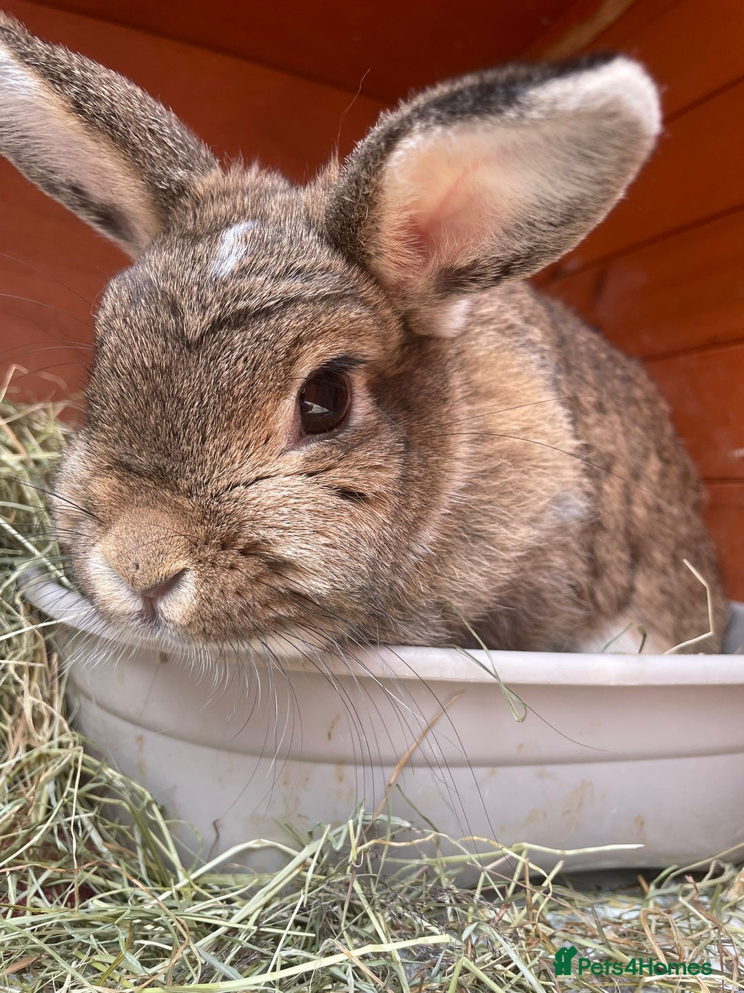Mixed Breed rabbits for sale: Rabbits for adoption - Image 2