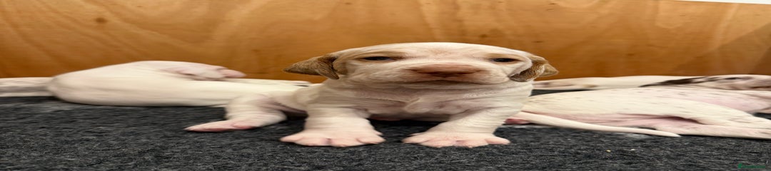 Puppy 5