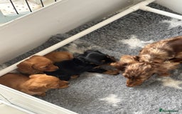 Miniature Dachshund dogs for sale: True KC miniature dachshund  - Image 3