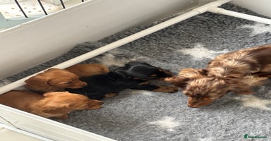 Miniature Dachshund dogs - Advert 1