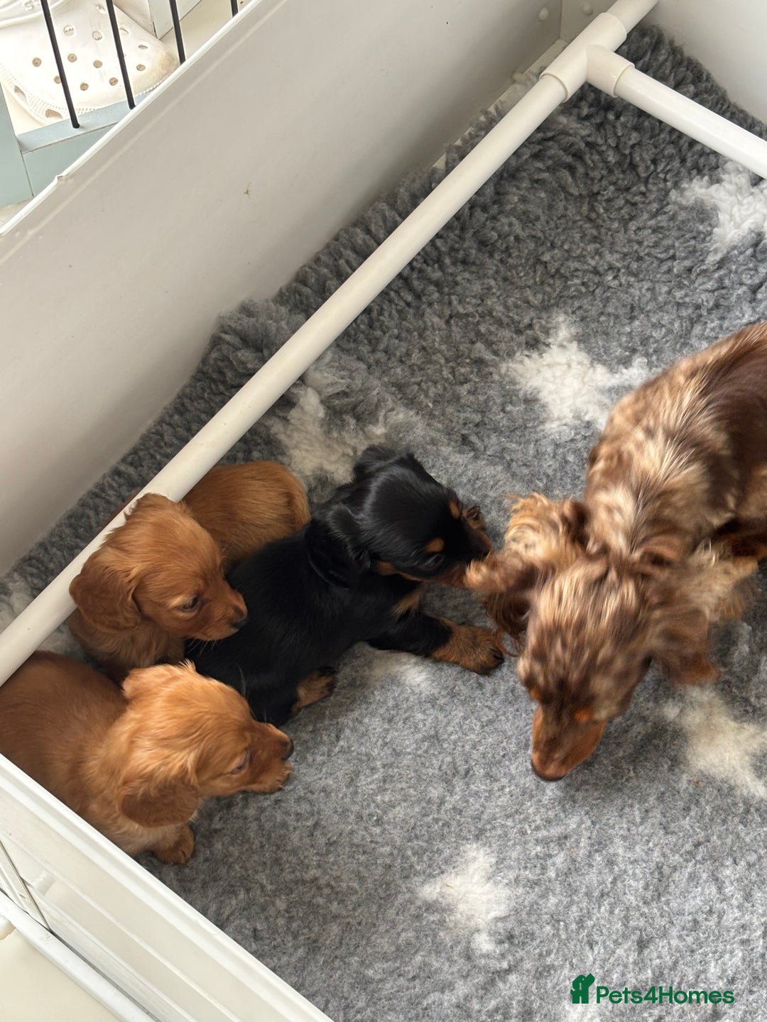Miniature Dachshund dogs for sale: True KC miniature dachshund  - Image 3