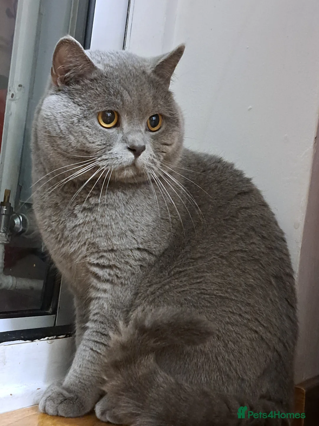 British Shorthair cats for stud: GCCF Registered Active, Blue Cat For Stud. in Sheffield - Advert 17