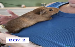Guinea Pig rodents for sale: Male Guinea Pigs For Sale - Image 4