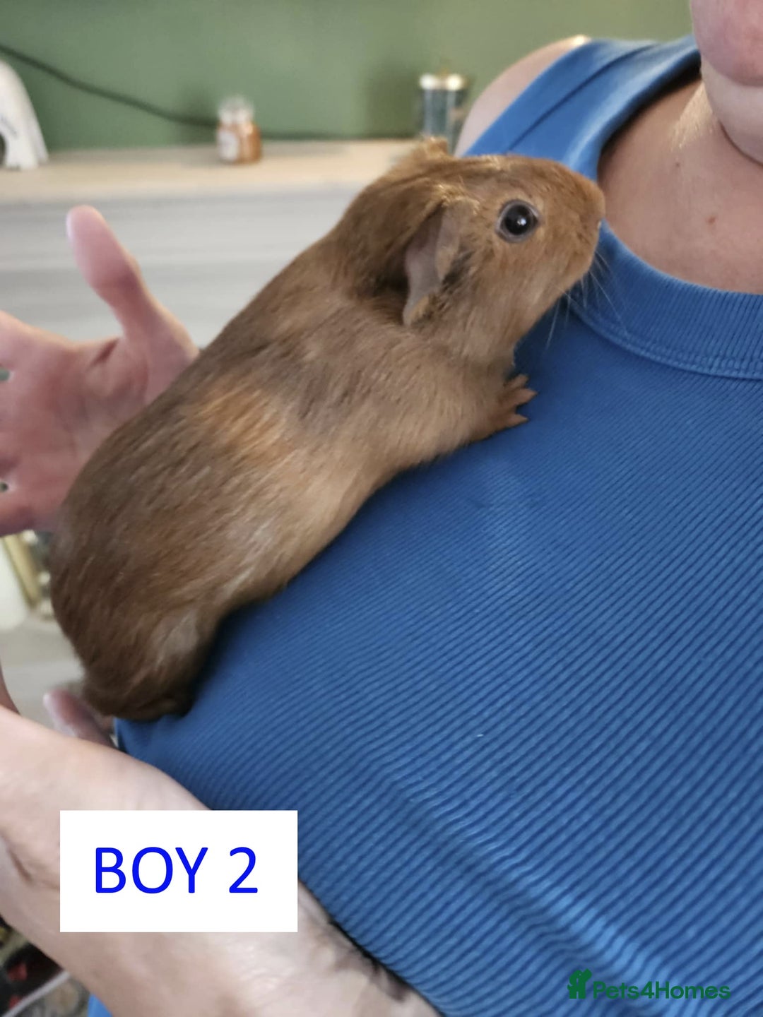 Guinea Pig rodents for sale: Male Guinea Pigs For Sale - Image 4
