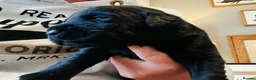 Labrador Retriever dogs for sale: Beautiful chunky black lab puppies  - Advert 4