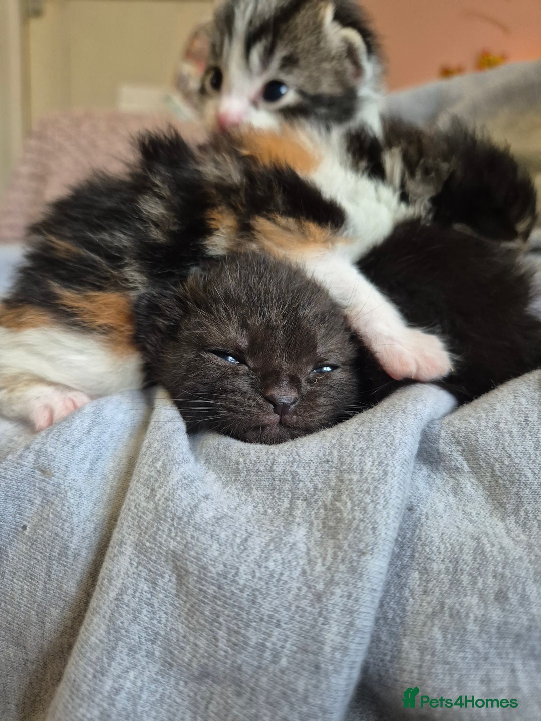 Mixed Breed cats for sale: 5 fluffy kittens looking for forever homes - Advert 1