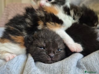 Mixed Breed cats 5 fluffy kittens looking for forever homes - Advert 1