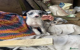 Border Collie dogs for sale: 4 x Female / 3 x Male Blue Merle & B/W Collies - Image 10