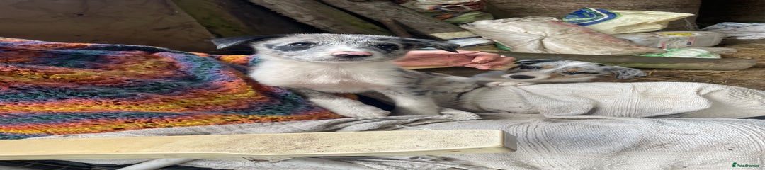 Border Collie Puppy 6