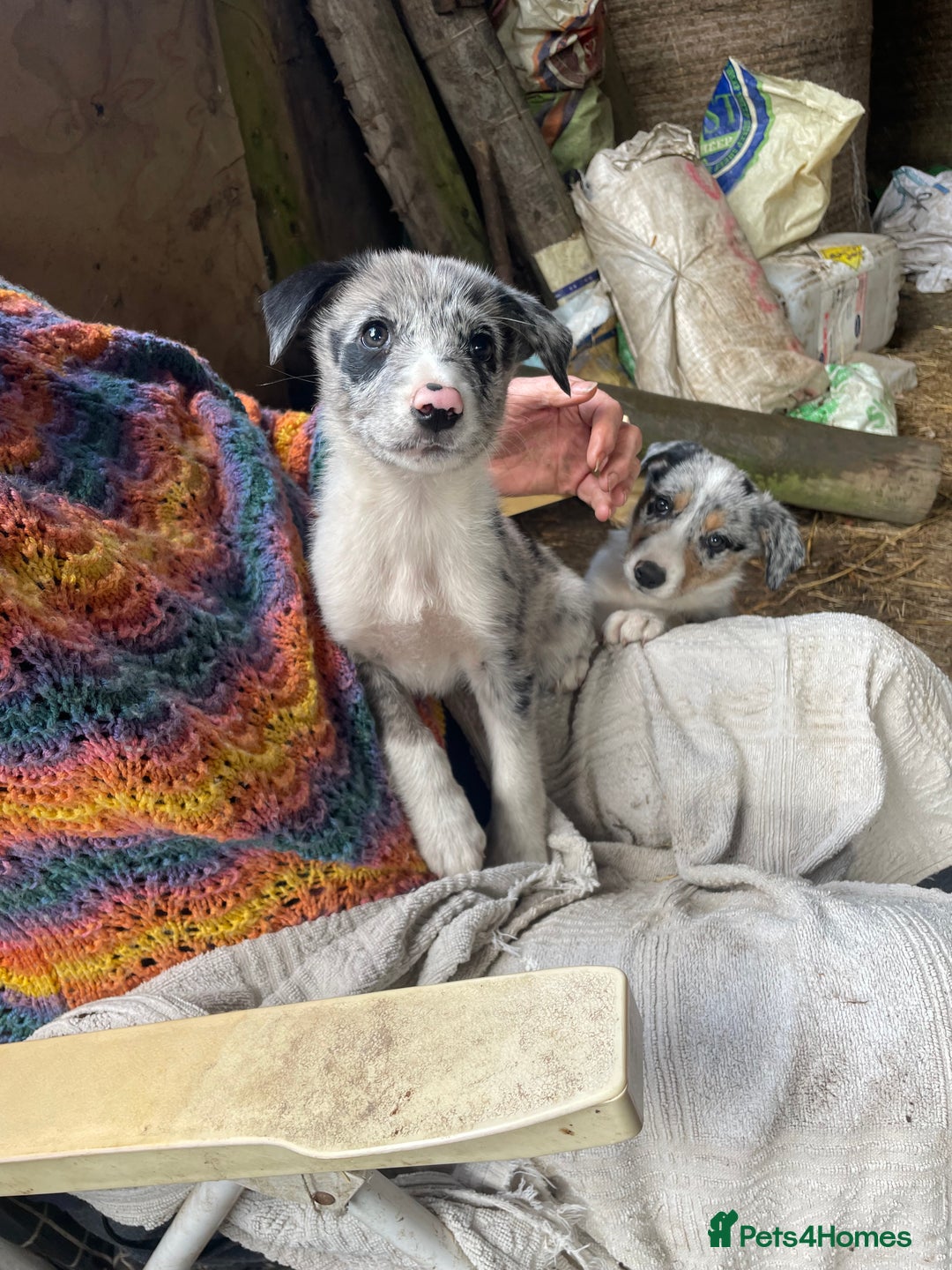 Border Collie dogs for sale: 4 x Female / 3 x Male Blue Merle & B/W Collies - Image 10