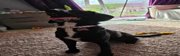 Springador dogs for sale: 8 Months old puppy  in Hull - Advert 4