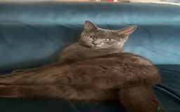 Ragdoll cats for sale: 2 adorable 1/4 ragdoll kittens available  - Image 15