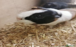 Guinea Pig rodents for sale: Bonded pair of guinea pigs - Image 4