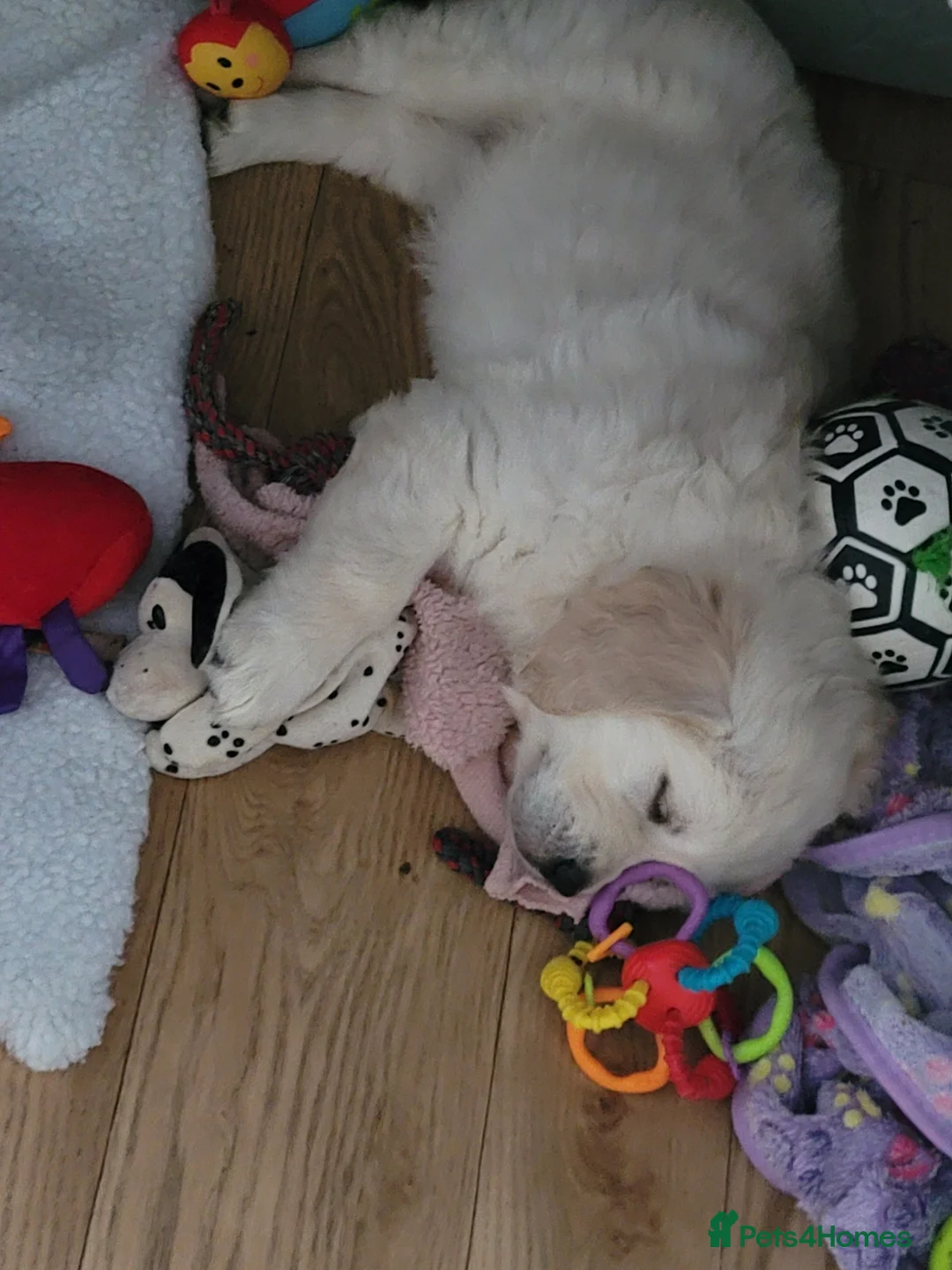 Golden Retriever dogs for sale: Golden Retriever Puppies  - Advert 3