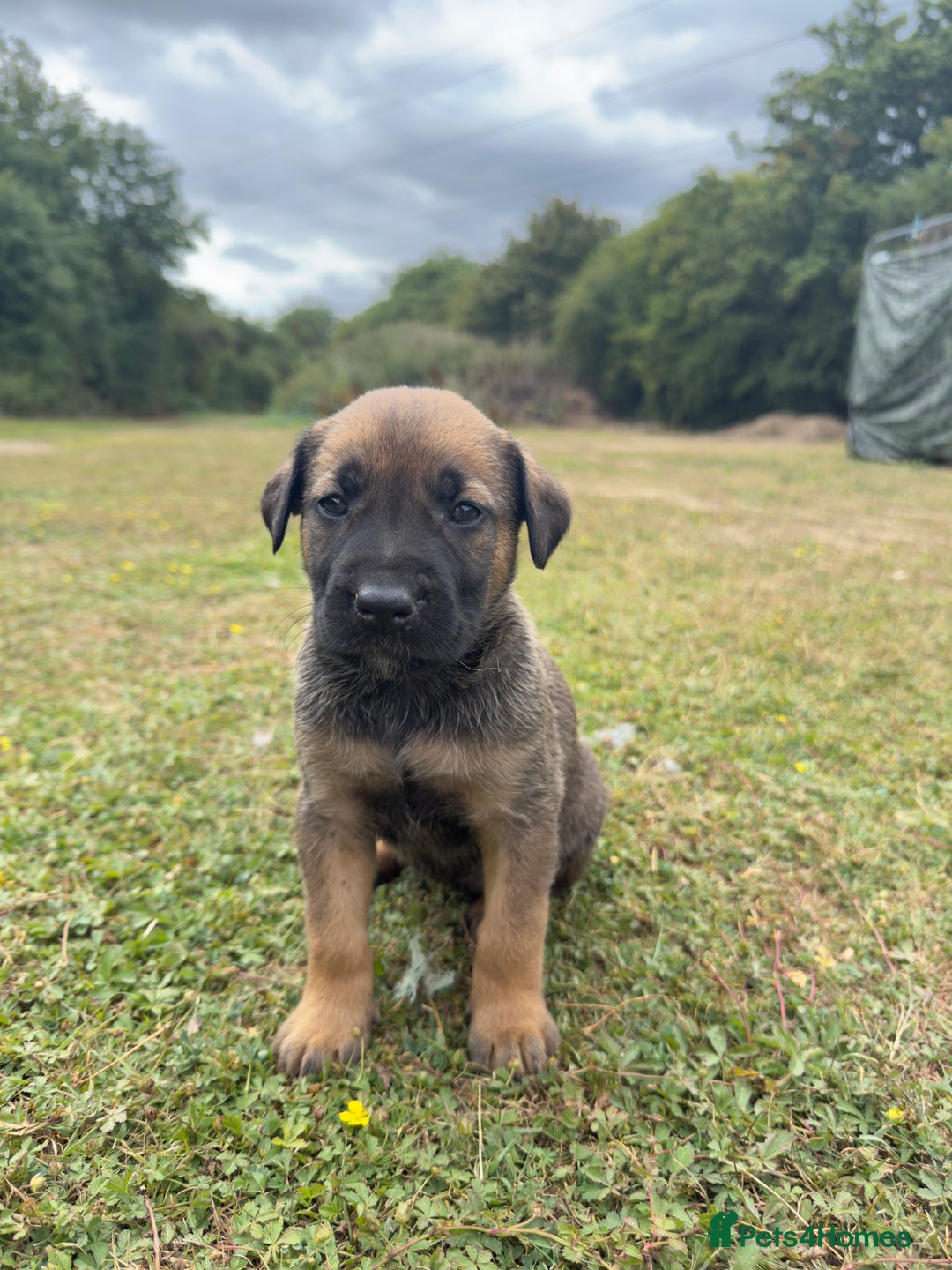 Belgian Shepherd Dog dogs for sale: Stunning Dutch Herder x Alano Español Pups  - Image 16