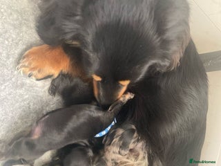 Miniature Dachshund dogs Longhaired Miniature Dachshunds - Advert 7