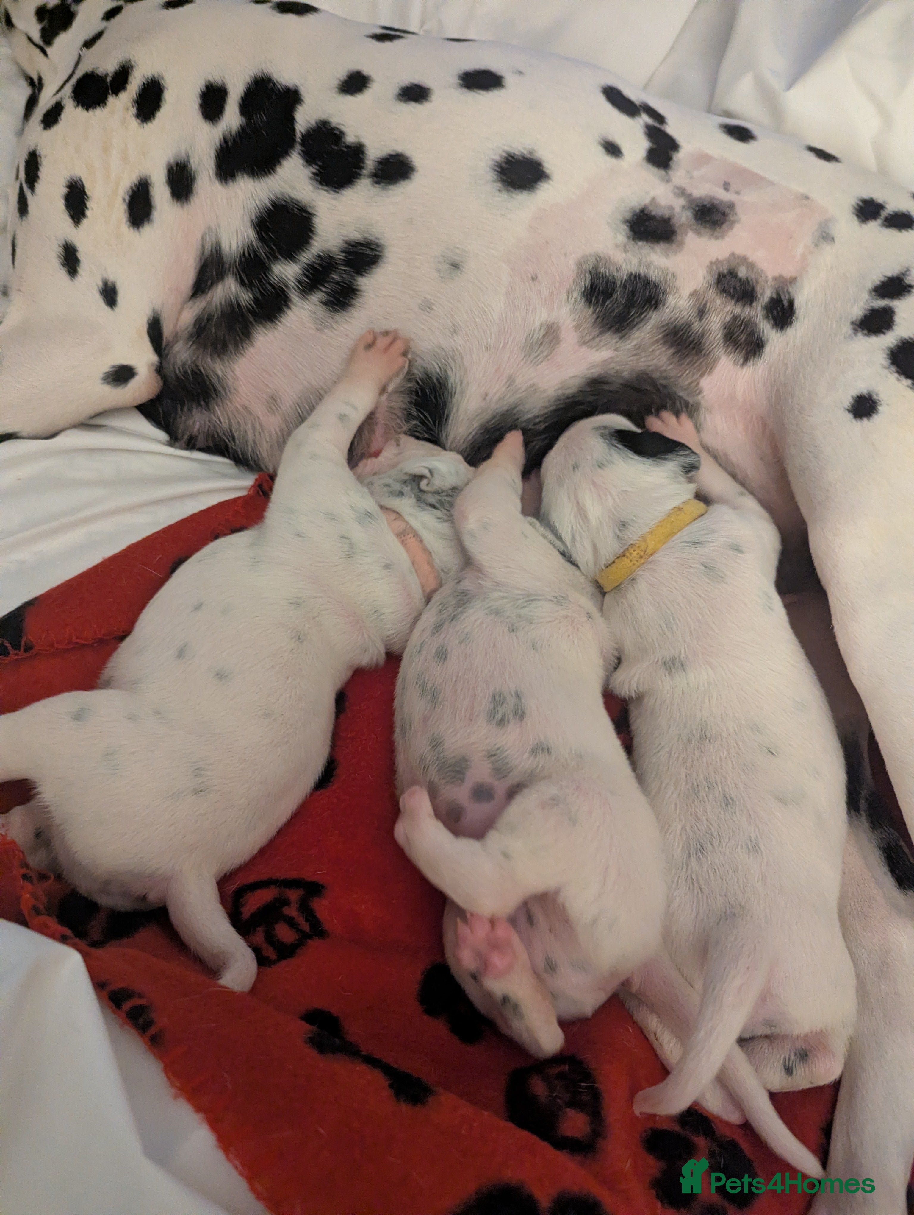 Dalmatian dogs Beautiful litter of 6 Dalmatian Puppies - Advert 1