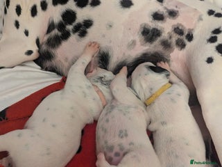 Dalmatian dogs Beautiful litter of 6 Dalmatian Puppies - Advert 8