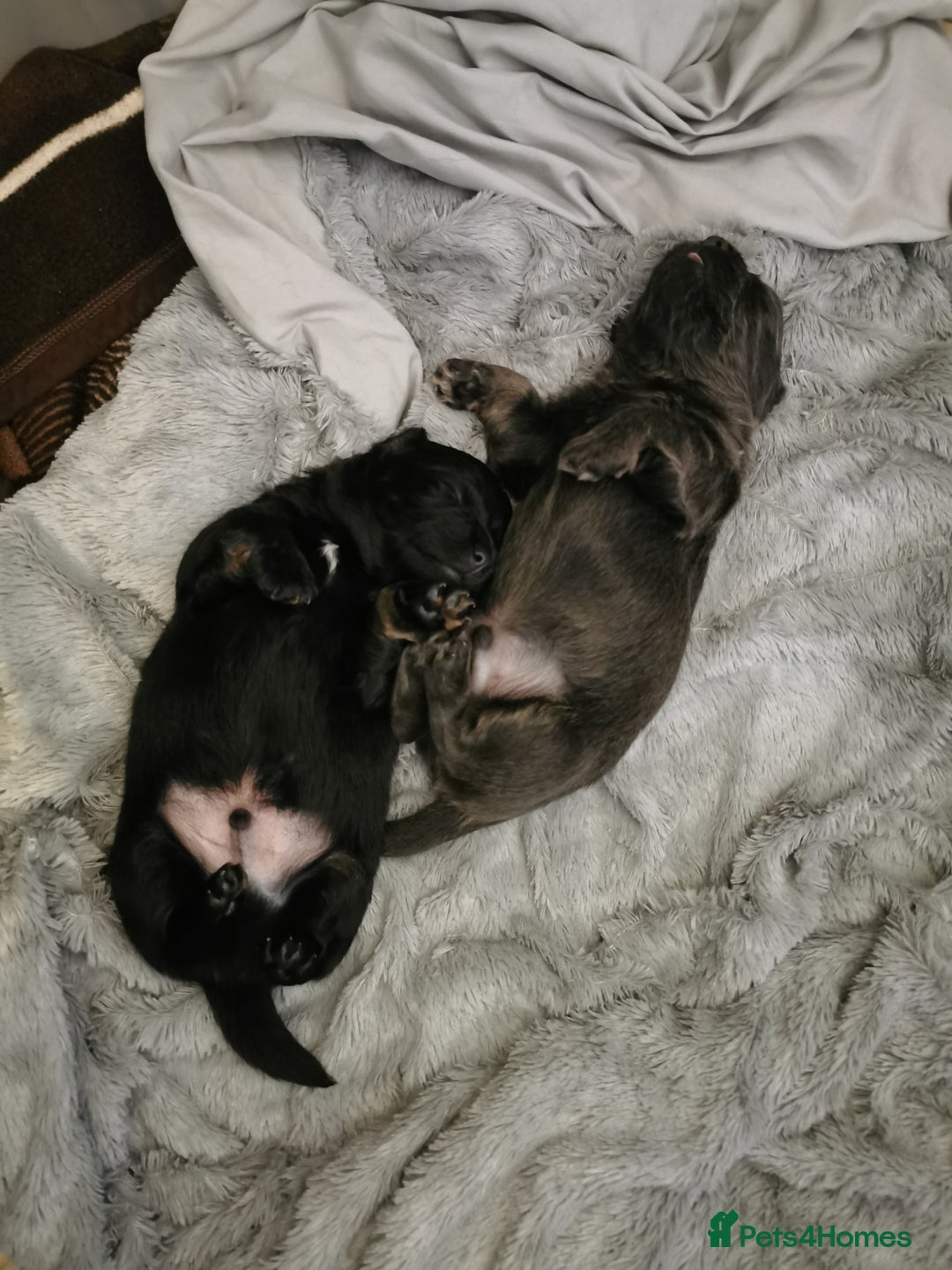 Mixed Breed dogs for sale: Little bundles of schweenie love!  - Image 17