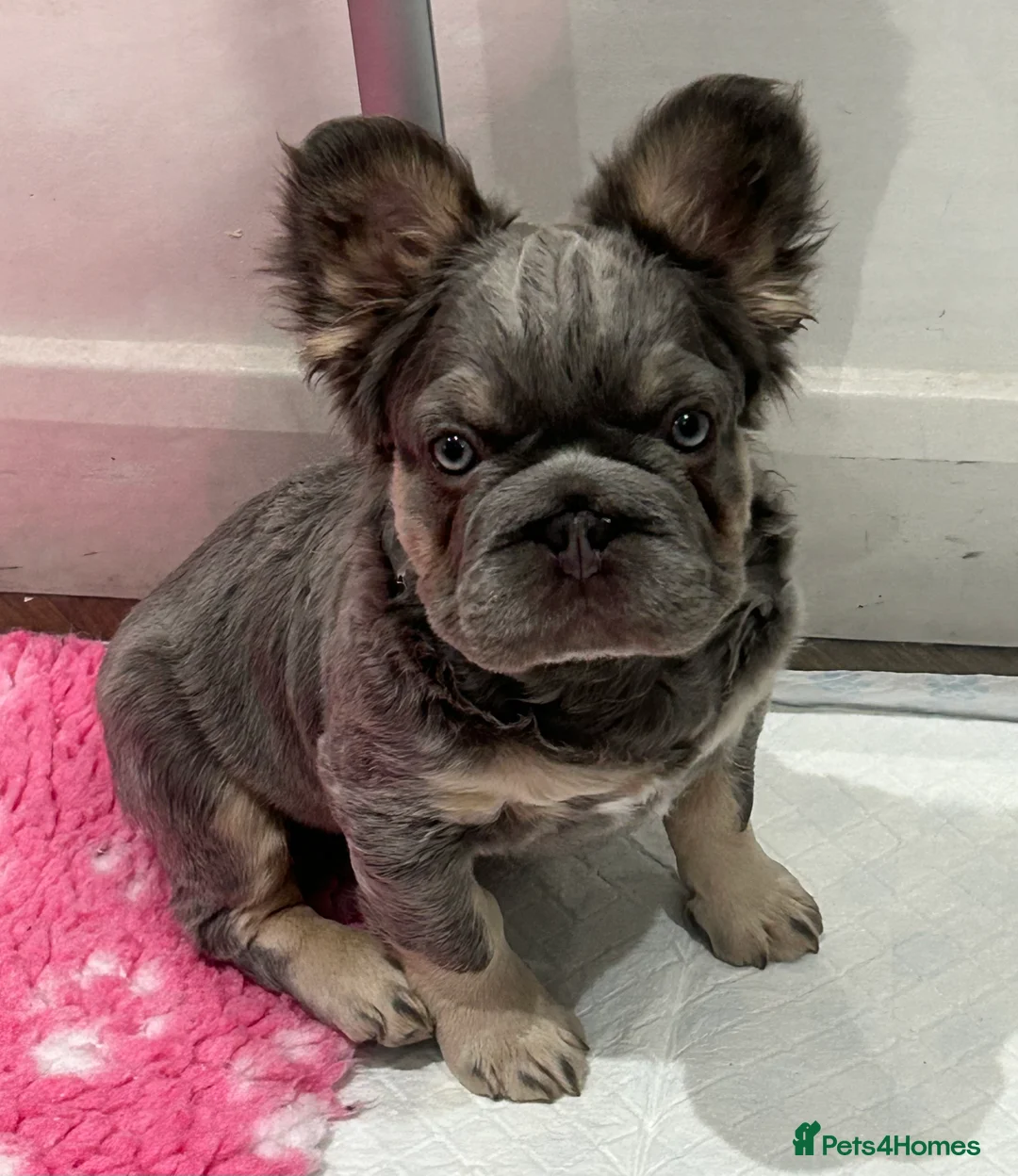 French Bulldog dogs for sale: Fluffy French bulldogs carrying pink and testable  - Advert 2