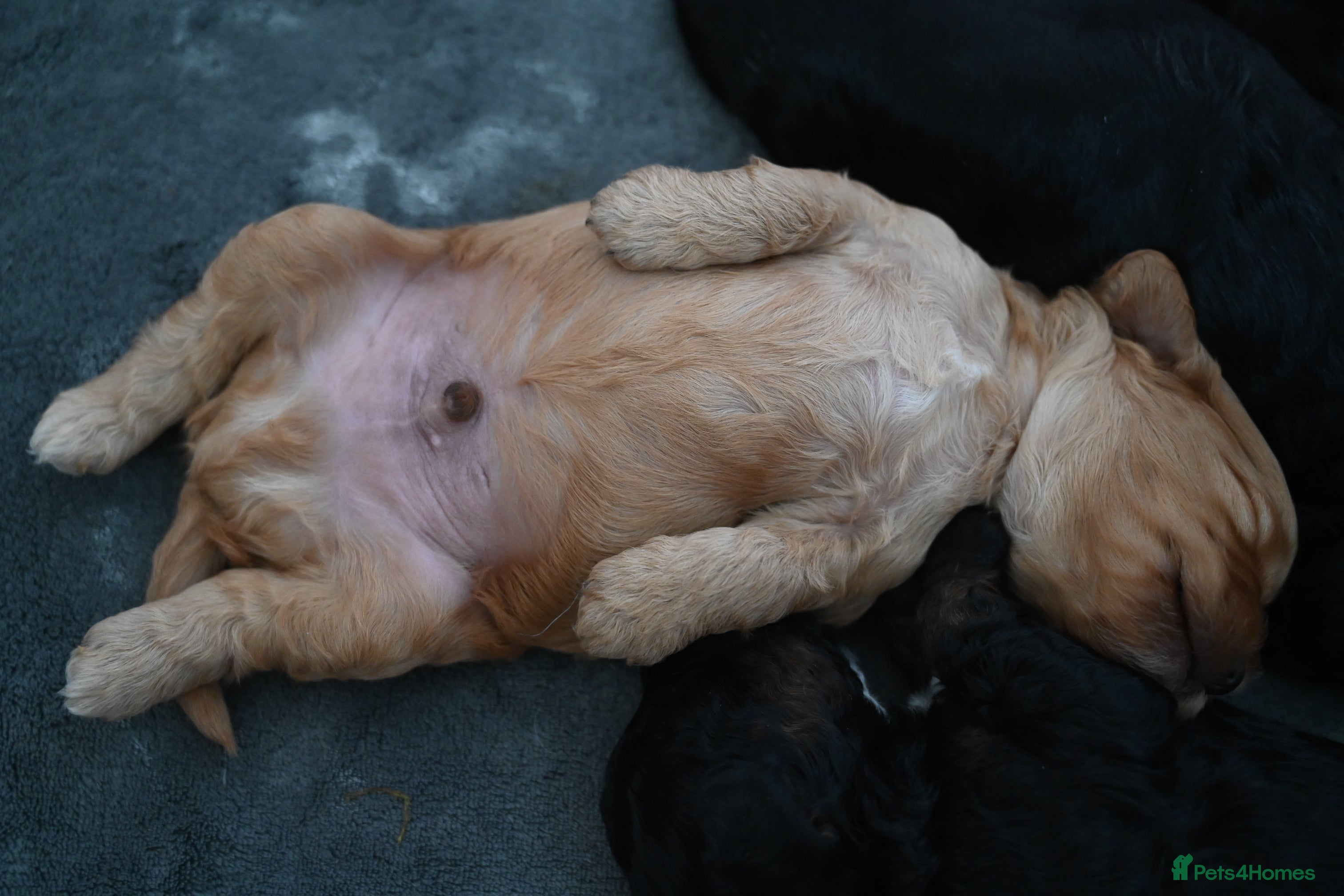 Cockapoo dogs 🐾F2 Cockapoos Puppies Wiltshire💗💗💗💙💙 - Advert 2