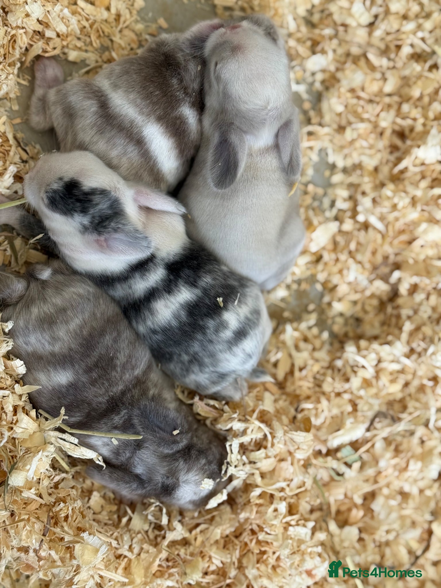 Mini Lop rabbits Please meet our gorgeous mini lops  - Advert 2