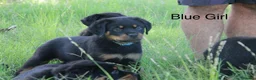 Rottweiler dogs for sale: Nicest home trained rottie pups in Wallasey - Advert 3