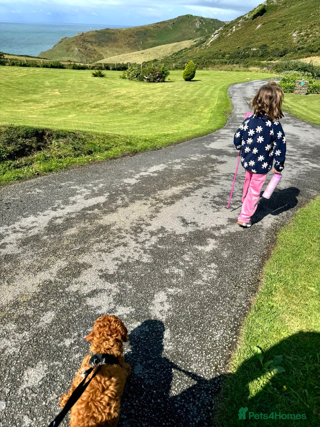 Cavapoo dogs for sale: Welcome to Cotswold Cavapoos - Advert 33