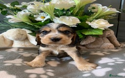 Cocker Spaniel dogs for sale: Health tested KC reg show type cocker spaniels  in Abergele - Image 28