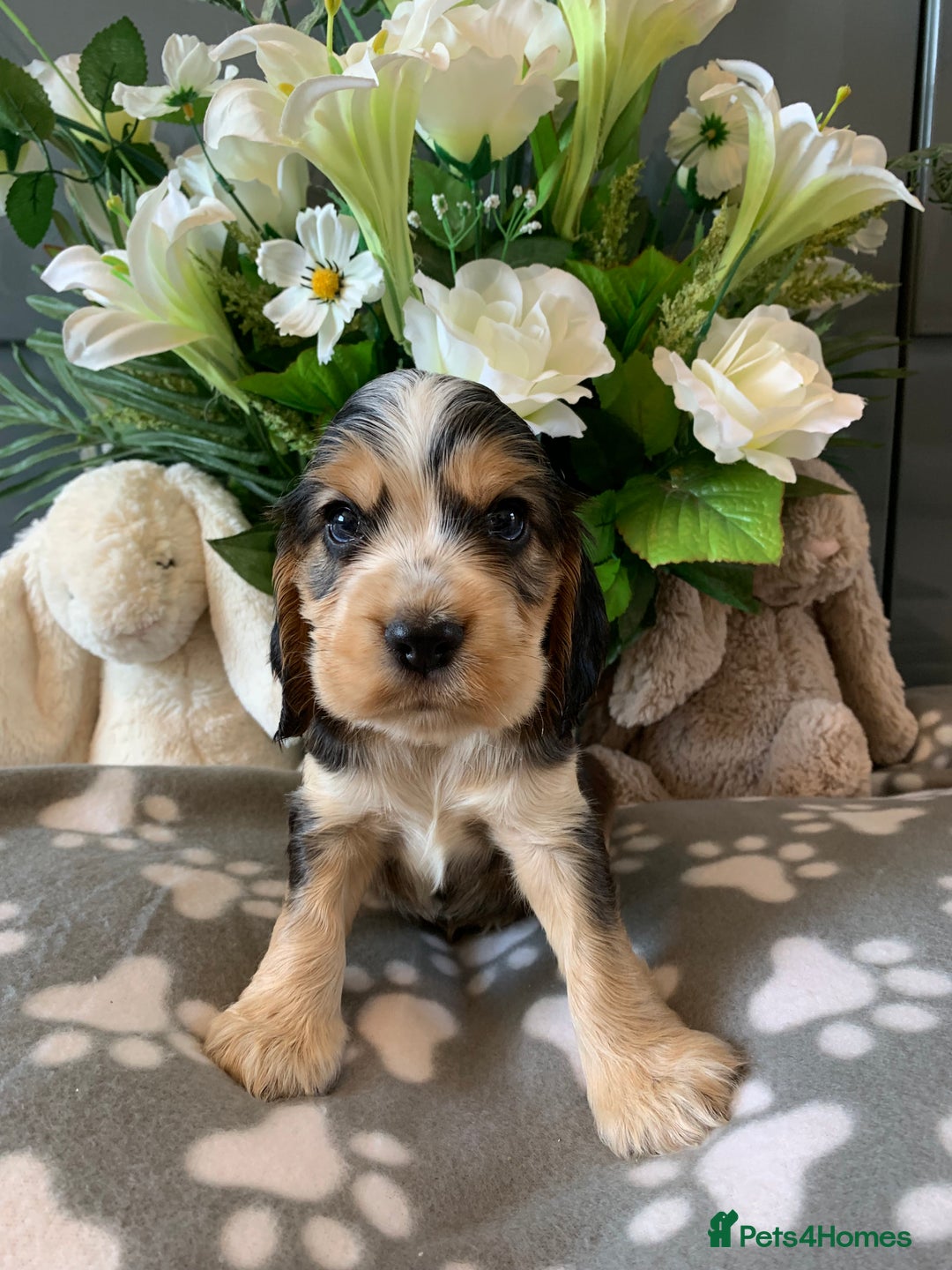 Cocker Spaniel dogs for sale: Health tested KC reg show type cocker spaniels  in Abergele - Image 28