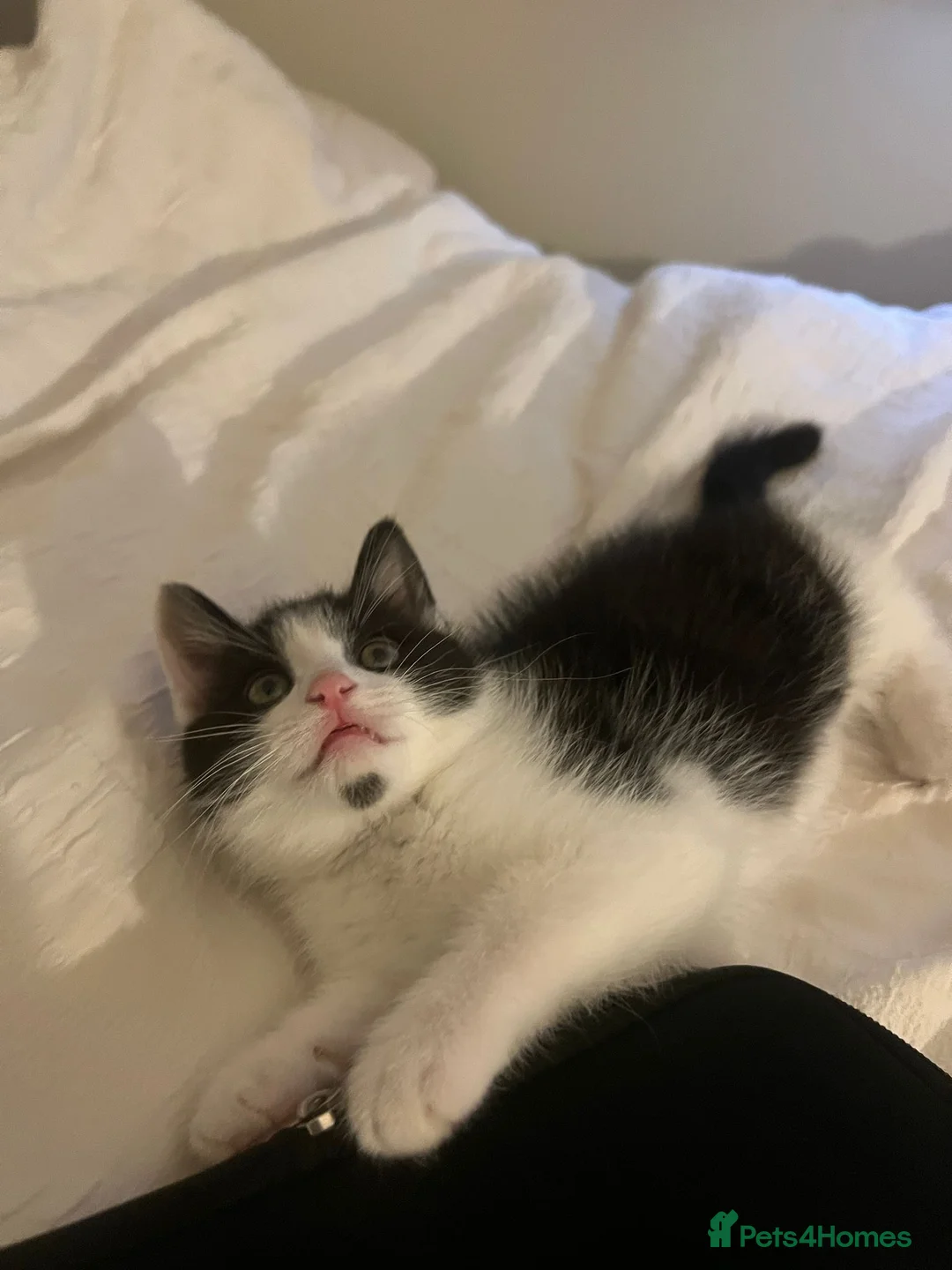 Mixed Breed cats for sale: Tabby kitten white nd black! - Advert 3