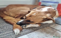 Mixed Breed dogs for adoption: Sweet Armin looking for LOvE - Image 27
