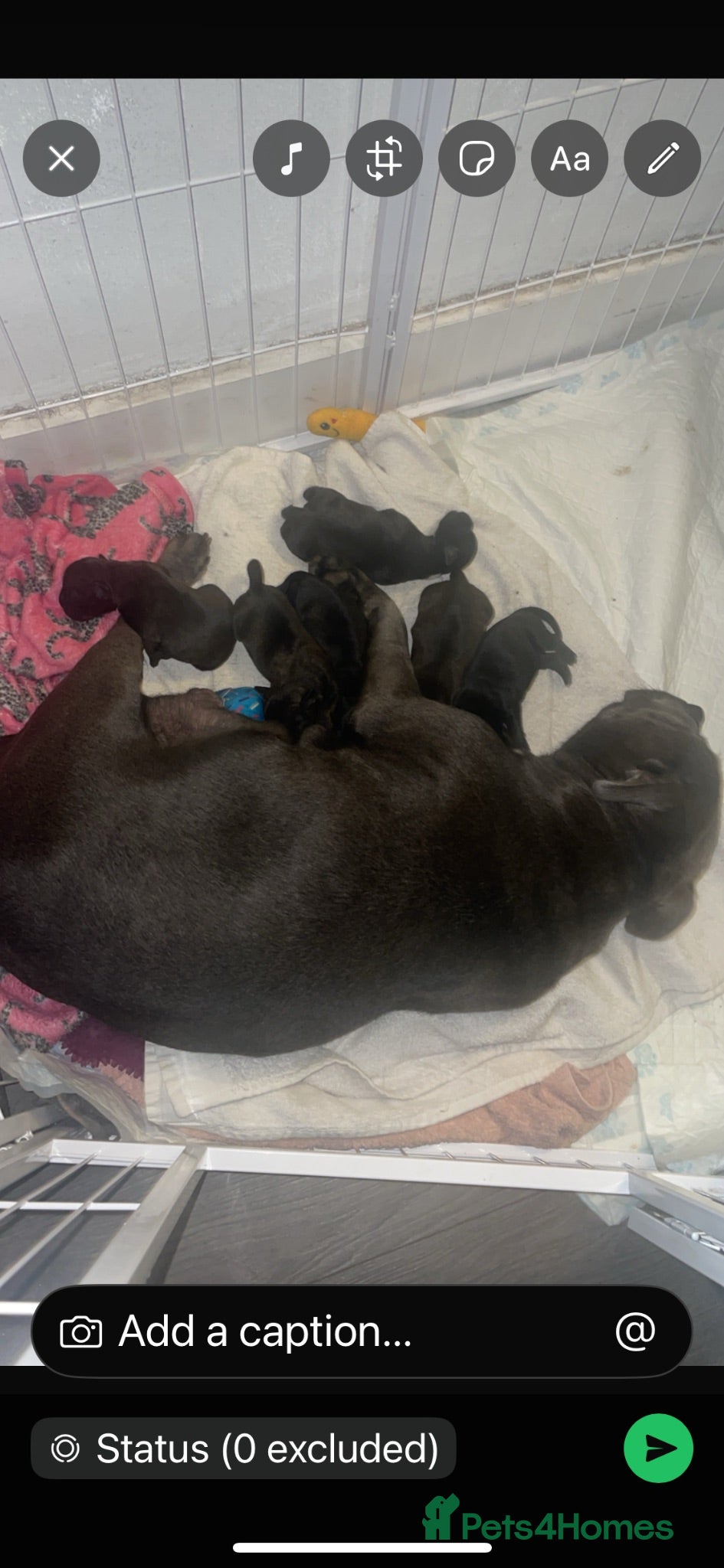 Staffordshire Bull Terrier dogs KC Beautiful litter of blue/red staffys  - Advert 3