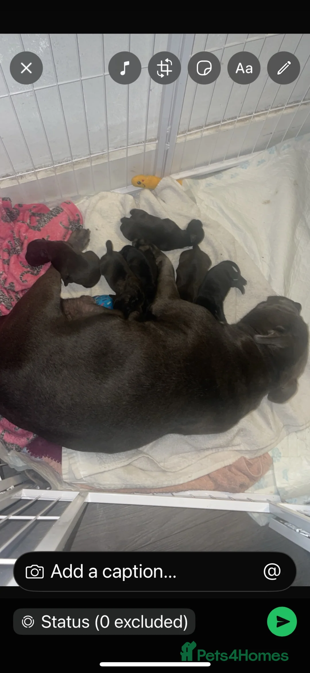Staffordshire Bull Terrier dogs for sale: KC Beautiful litter of blue/red staffys  - Advert 1