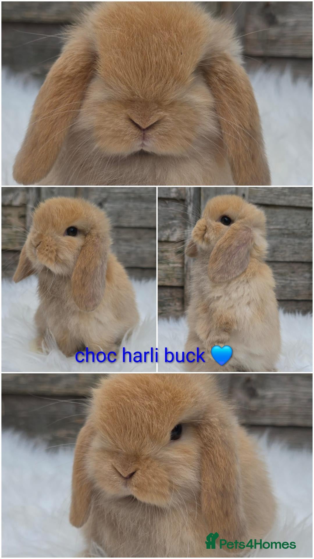 Mini Lop rabbits Gorgeous pure breed mini lops  - Advert 2