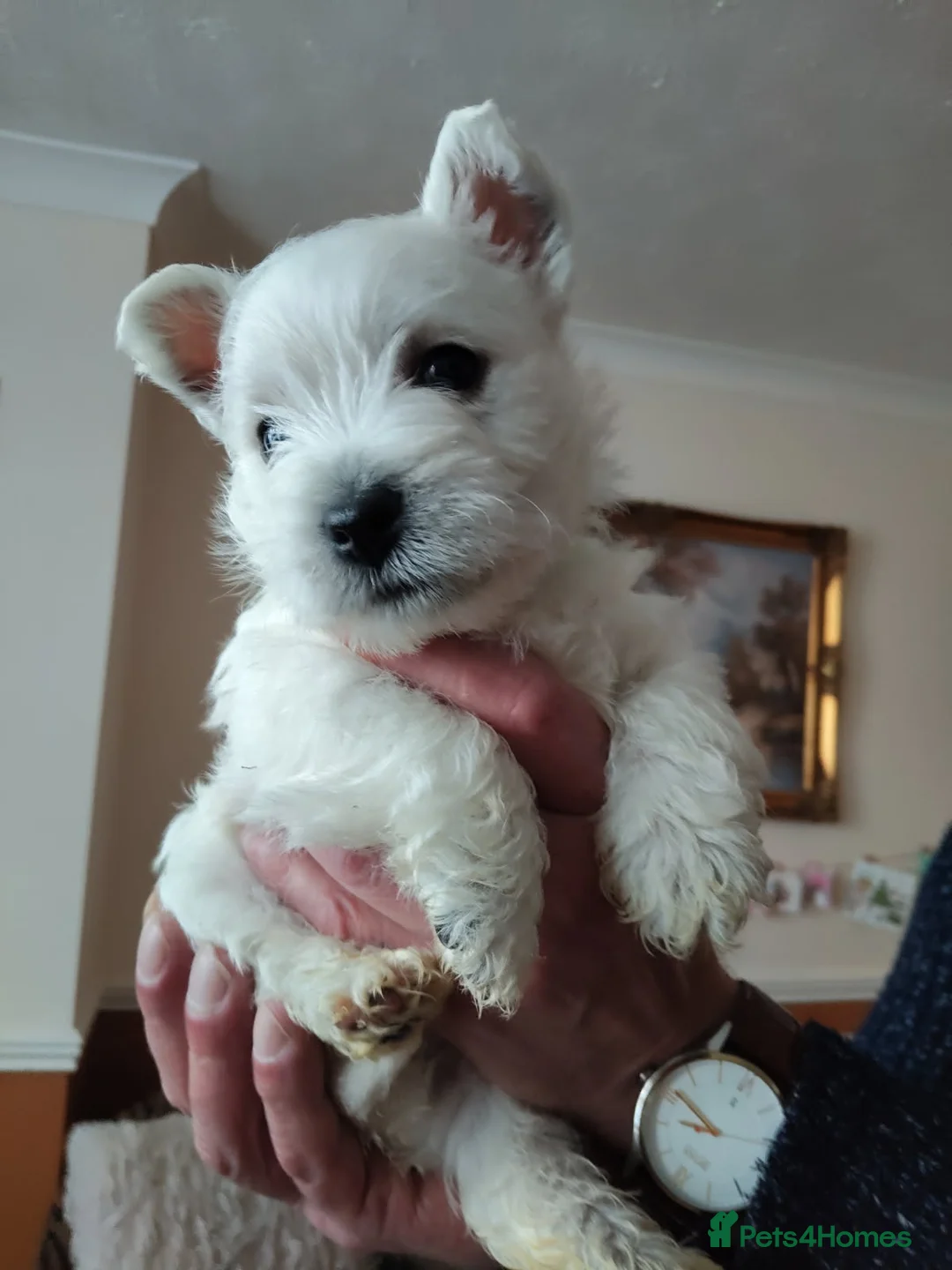 West Highland Terrier dogs for sale: Freddy in Ludlow - Advert 4