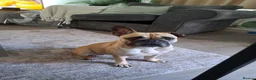 French Bulldog dogs for sale: Mimi - 4 year old french bulldog  - Advert 4