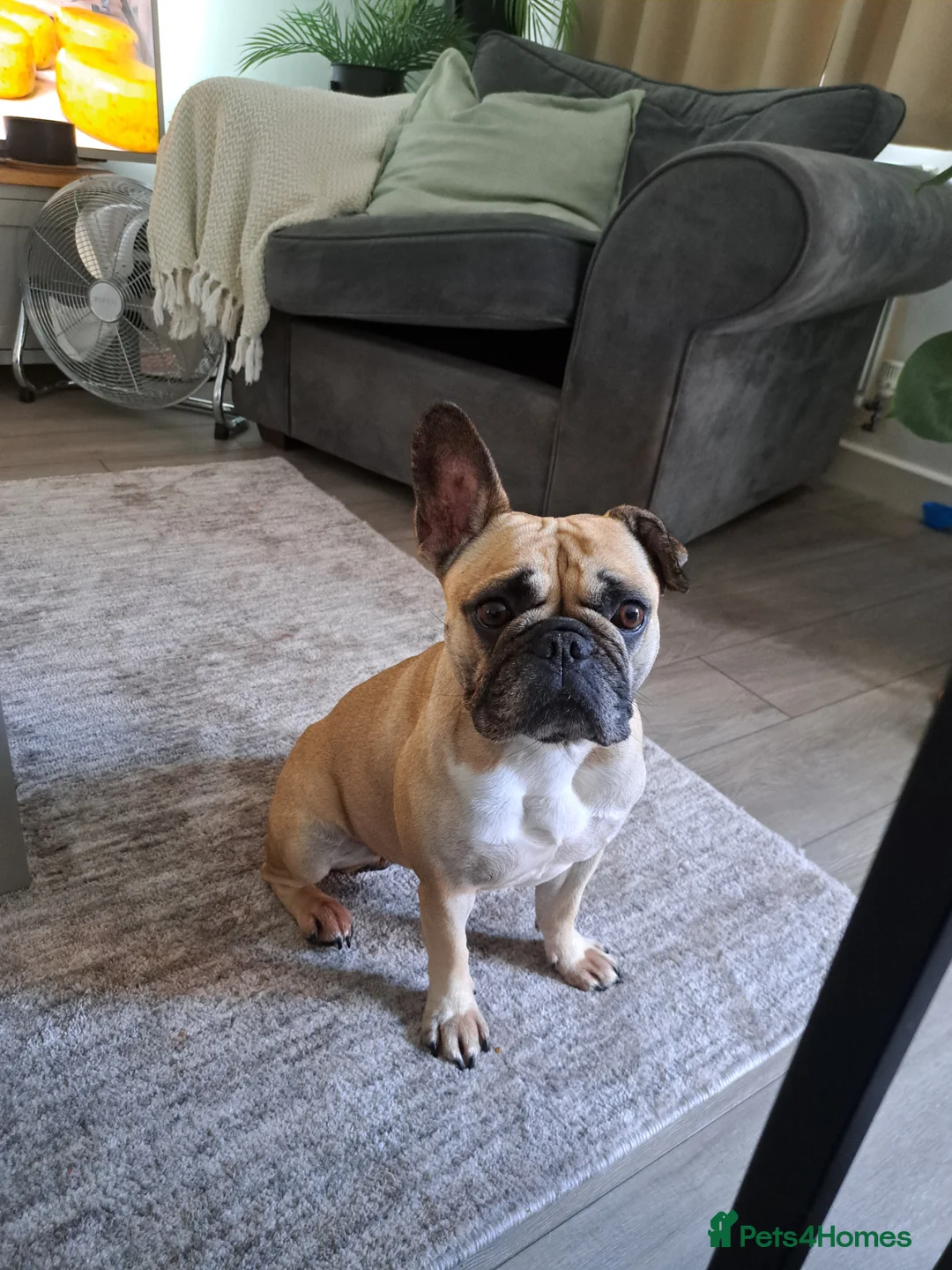 French Bulldog dogs for sale: Mimi - 4 year old french bulldog  - Advert 4