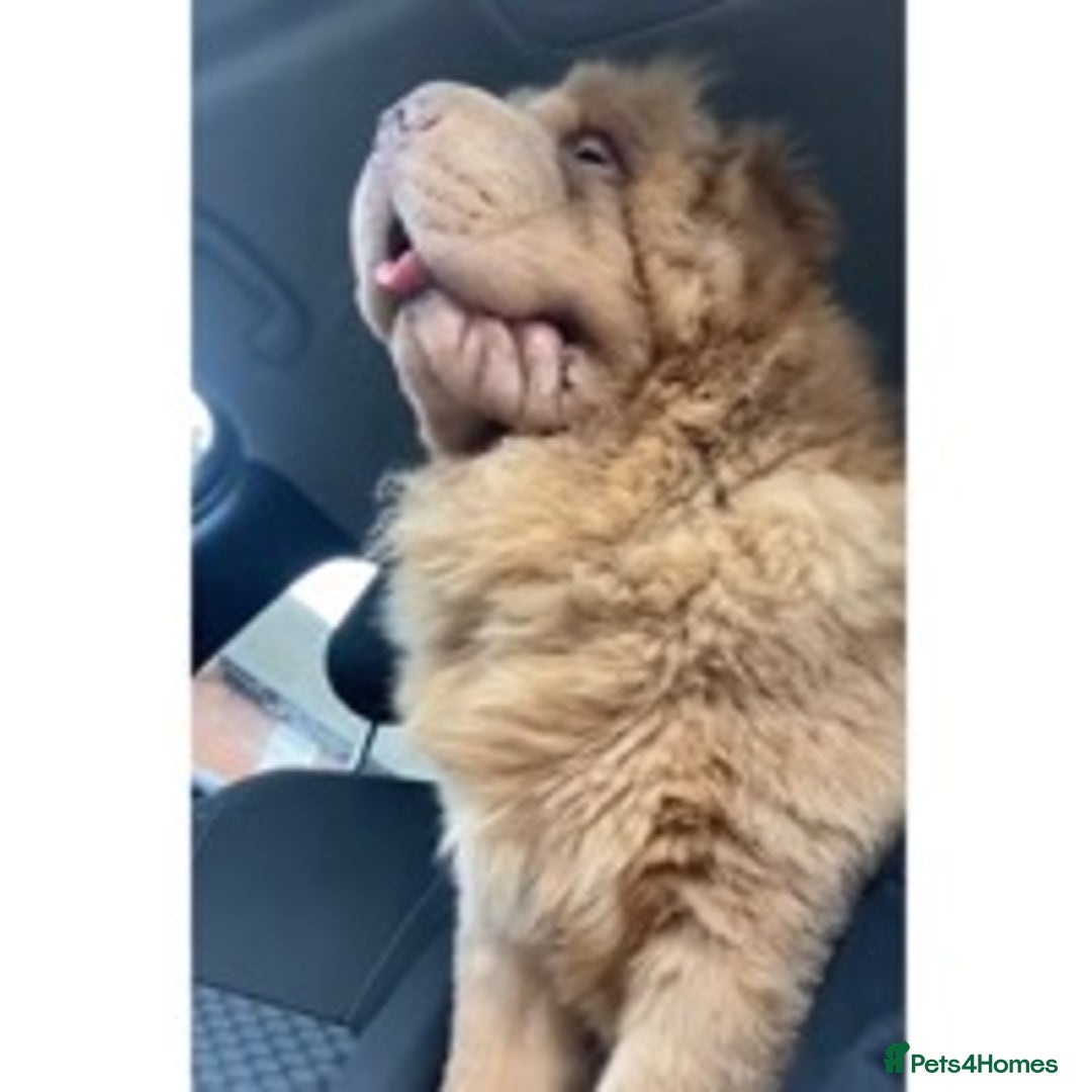 Shar Pei dogs for stud: TOP QUALITY -BEAUTIFUL BEARCOAT STUD in Wetherby - Image 4