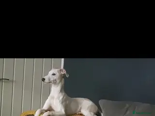 Whippet dogs 6-Month-Old Male Whippet - Advert 1