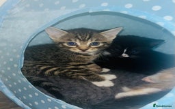 Mixed Breed cats for sale: Adorable Kittens with Stunning Markings - Image 2
